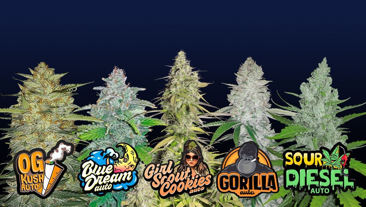 Beliebte Sorten von Cali Weed