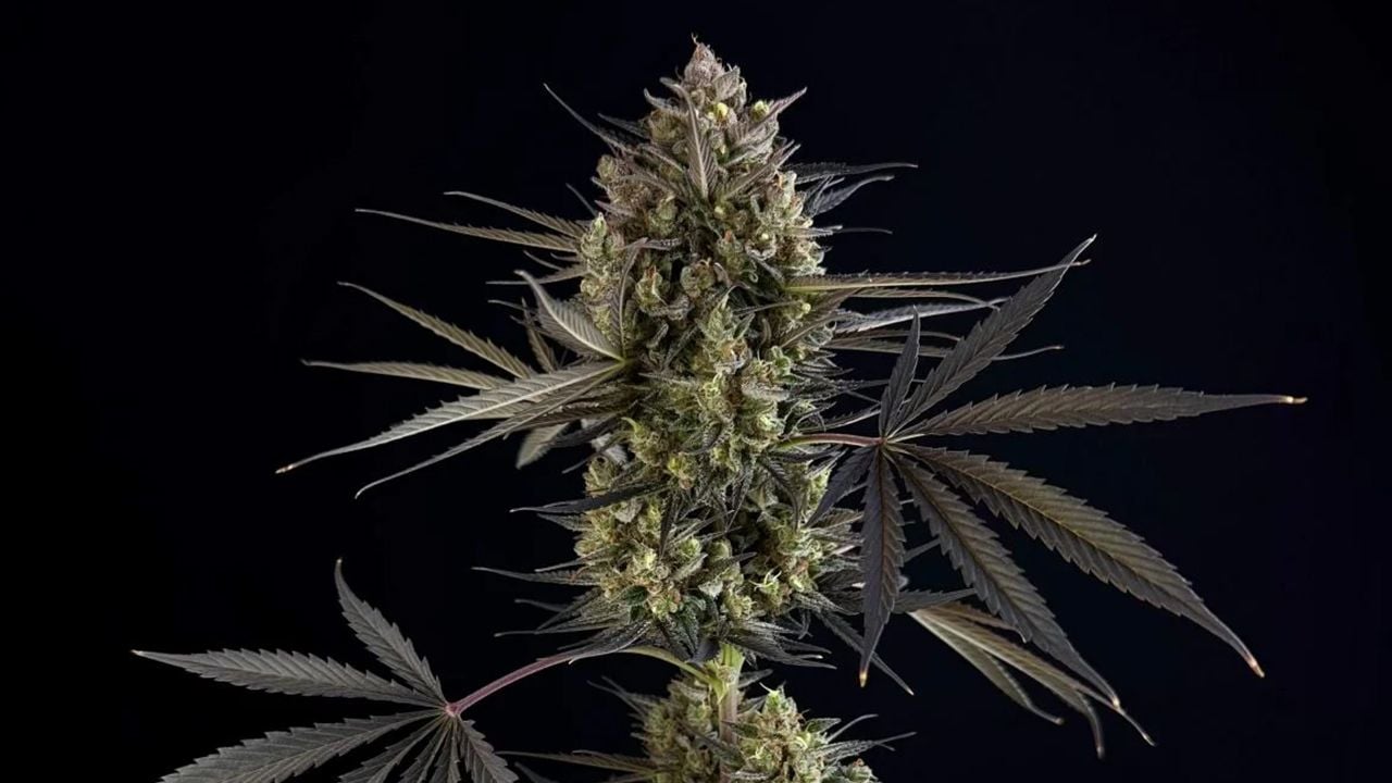 Top 10 strains to grow outdoors: Pound Cake Auto Top 10 strains to grow outdoors: Pound Cake Auto