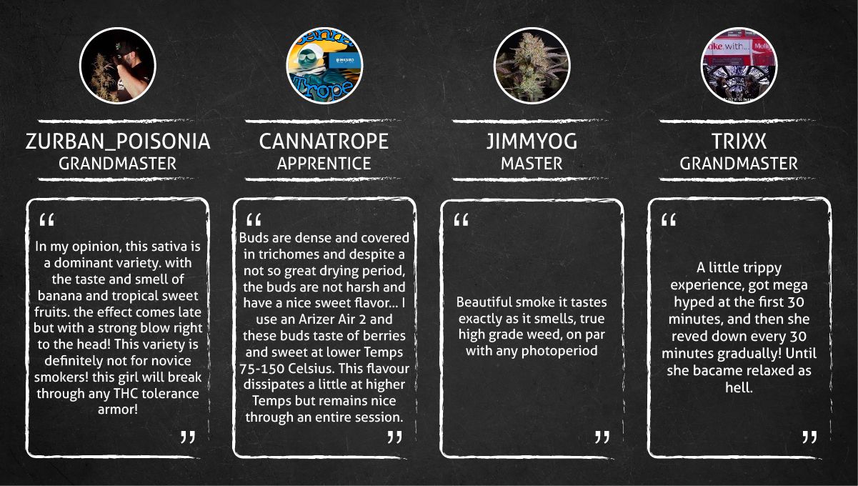 Strawberry Gorilla Auto Cannabissorte: Zitate von Konsumenten