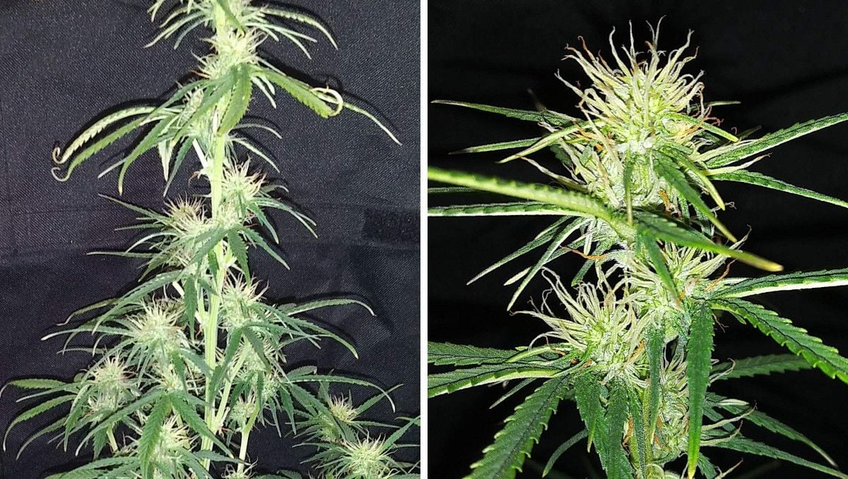 Critical Auto Cannabis Strain Week-by-Week Guide: Signs of mild heat stress on a flowering pot plant - twisted leaf tips and scorched pistil tips