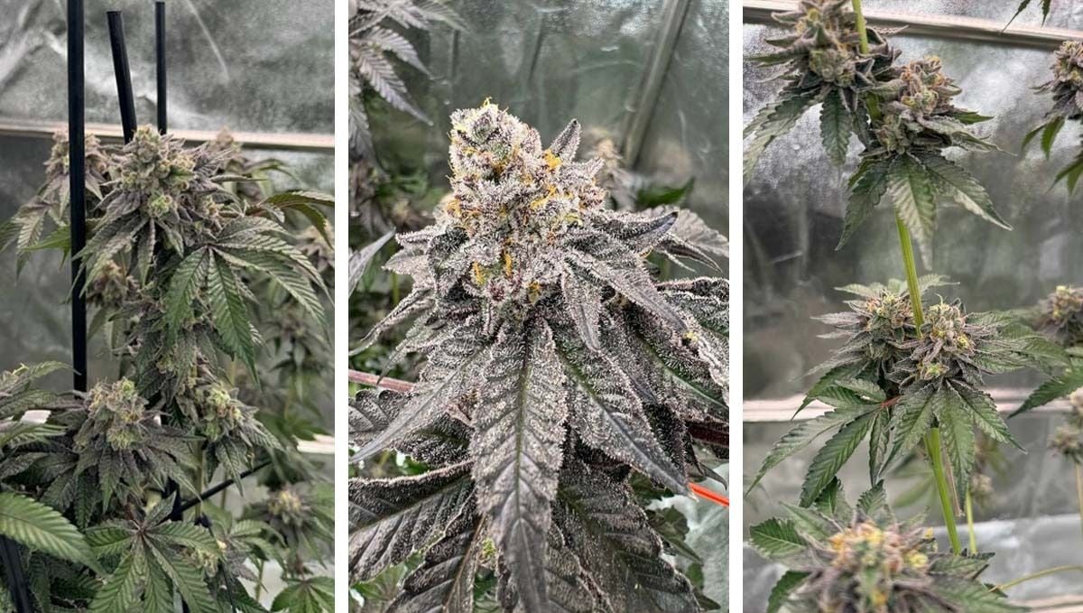 col9.jpg Gary Sherbet