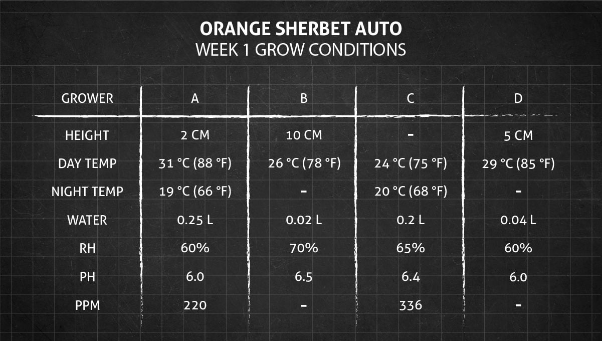 Orange Sherbet Auto Cannabis Strain Week-by-Week Guide: Week 1 grow conditions