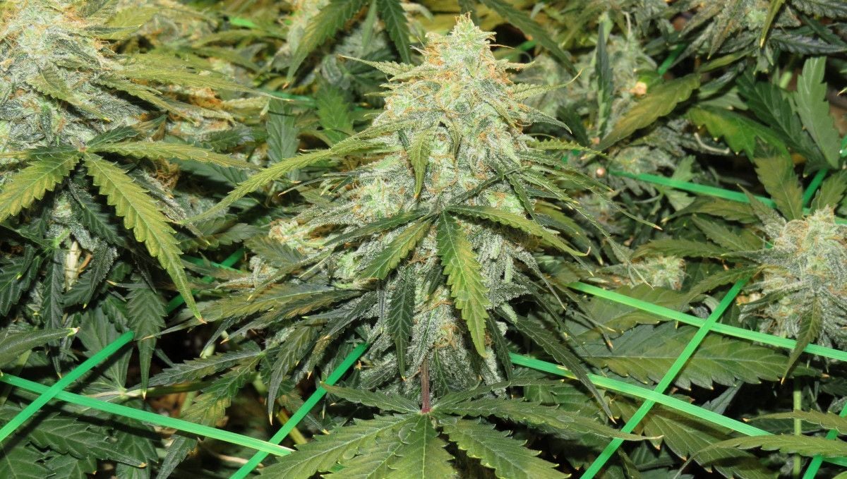 Mexican Airlines by Fast Buds Autoflowers Seed Pack 3 seeds