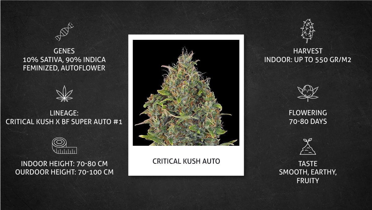 Critical Kush Auto Cannabis Strain Week-by-Week Guide | Fast Buds