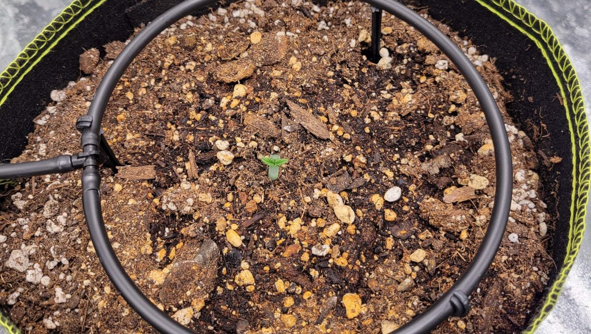 Blackberry Auto cannabis strain: germination and seedling stage | week 1 | a tiny seedling in a big pot and an automatic drip system Blackberry Auto cannabis strain: germination and seedling stage | week 1 | a tiny seedling in a big pot and an automatic drip system