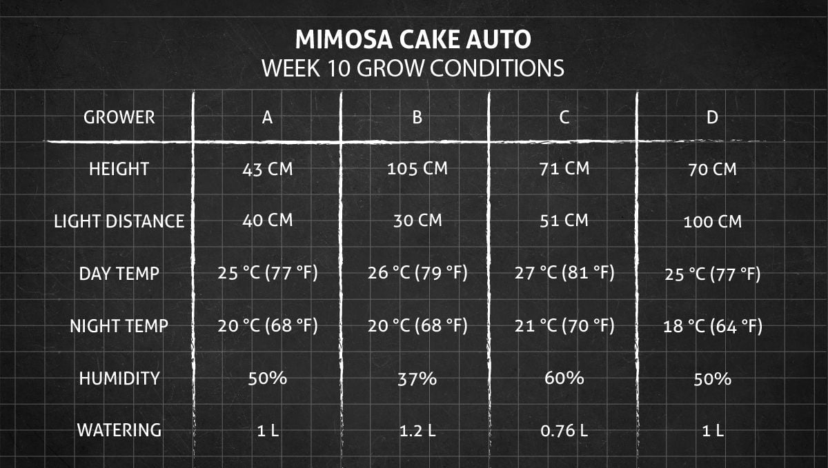 Mimosa Cake Auto cannabis strain: week 10 grow conditions