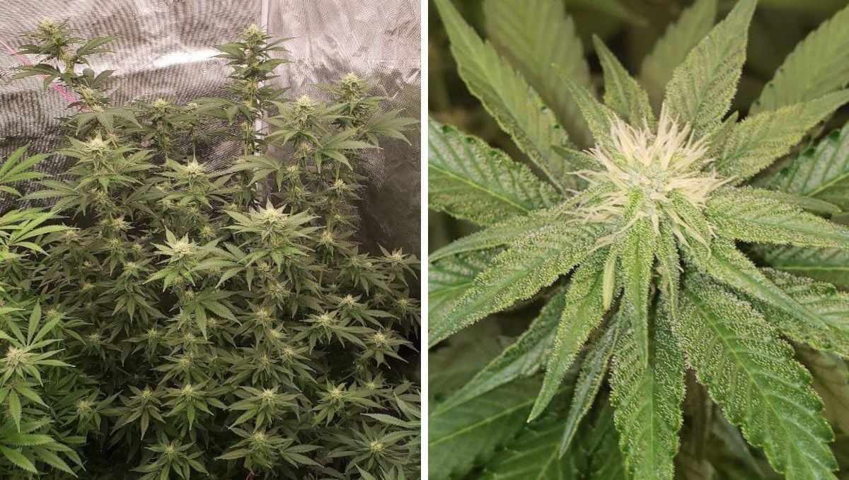 Tropicana Cookies FF cannabis strain: early flower | weeks 8-9 | a tall indoor plant with stretchy branches and many bud site and a closer look at one of the buds with white pistils and trichome-covered trim leaves