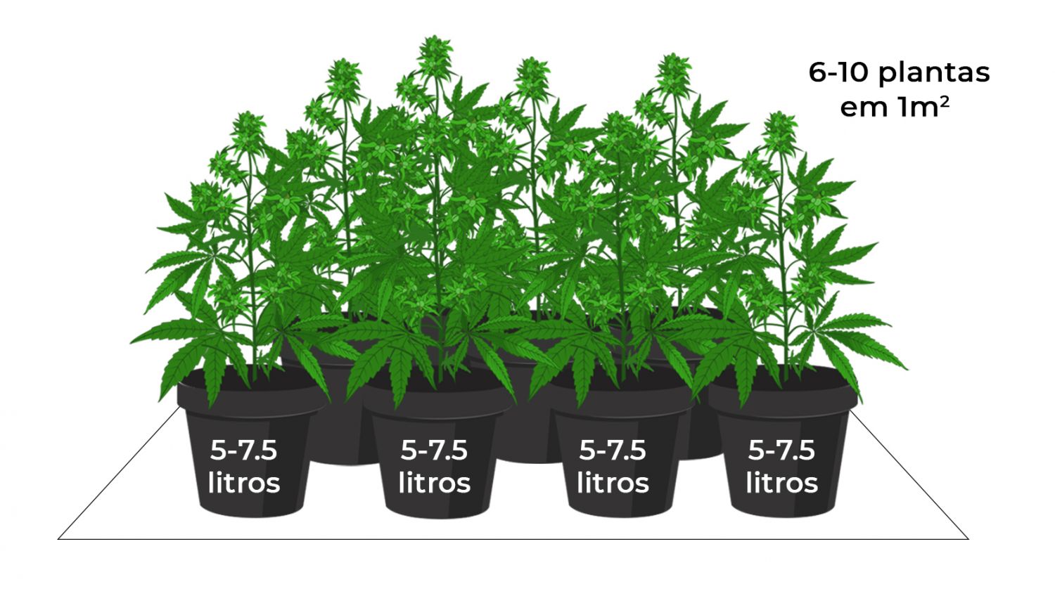 Quanto é que as automáticas rendem: sea of green