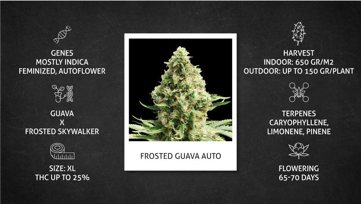 Frosted Guava Auto Cannabis Strain Week-by-Week Guide | Fast Buds