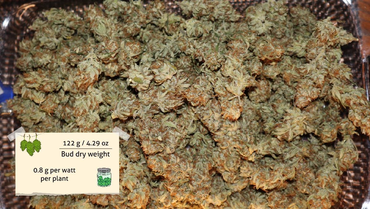 Orange Sherbet Auto Cannabis Strain Week-by-Week Guide: A tray full of small dried marijuana nuggets
