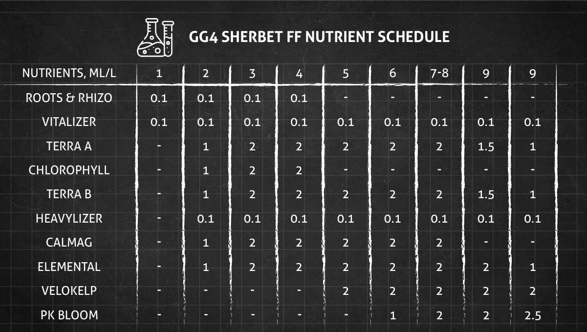 GG4 Sherbet FF cannabis strain: veg and flower nutrient schedule