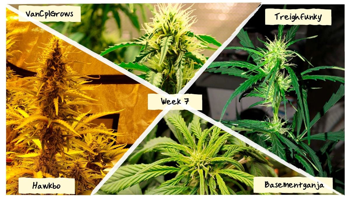 Week 7 Grow Progress