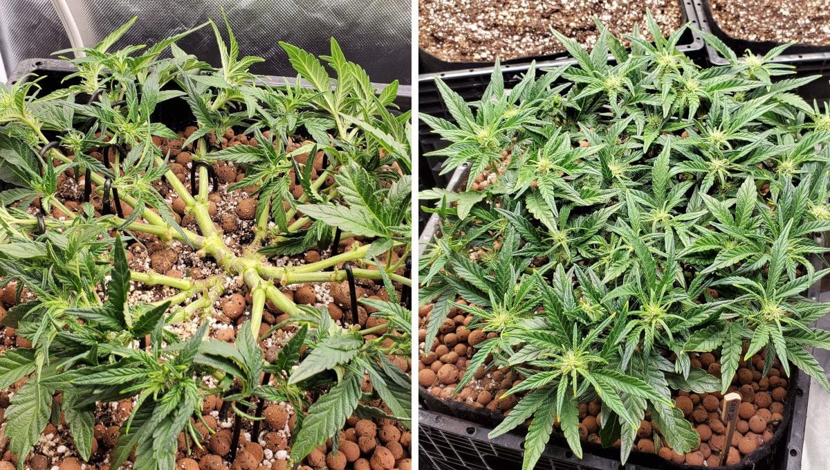 Purple Punch Auto Cannabis Strain Week-by-Week Guide: A heavily high-stress trained autoflower at the beginning of the budding stage