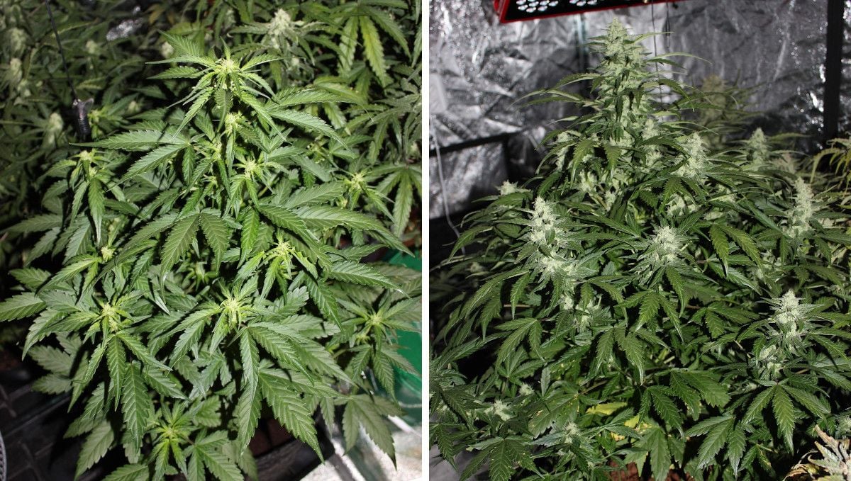 Mexican Airlines Auto cannabis strain: early flower | weeks 6-7 | an autoflower's progress through early and mid flowering