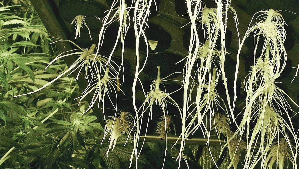 How to grow autoflowering cannabis plants in hydroponics: Training How to grow autoflowering cannabis plants in hydroponics: Training