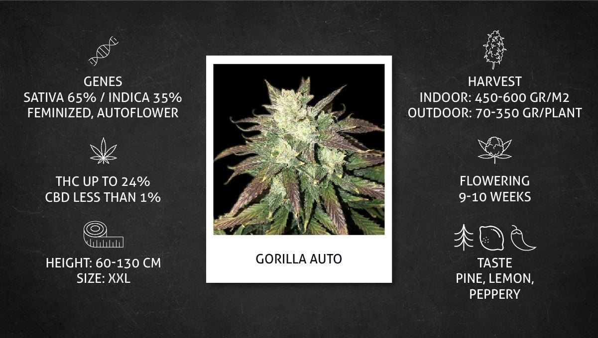 Gorilla Auto Cannabis Strain Week-by-Week Guide: Datasheet