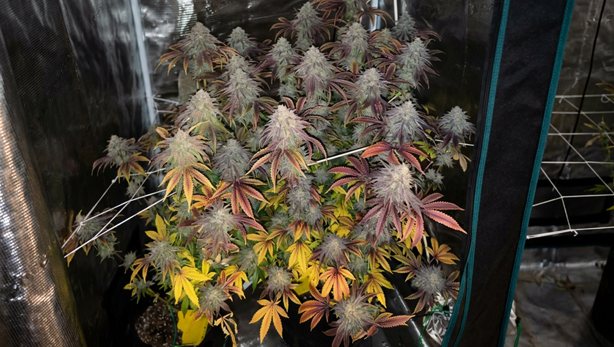 @mike tarafından, net odaklı ve harika aydınlatmalı Lemon Cherry Runtz.