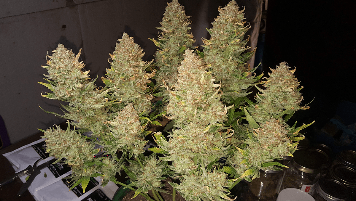 Best auto strains for sleep: afghan kush auto Best auto strains for sleep: afghan kush auto