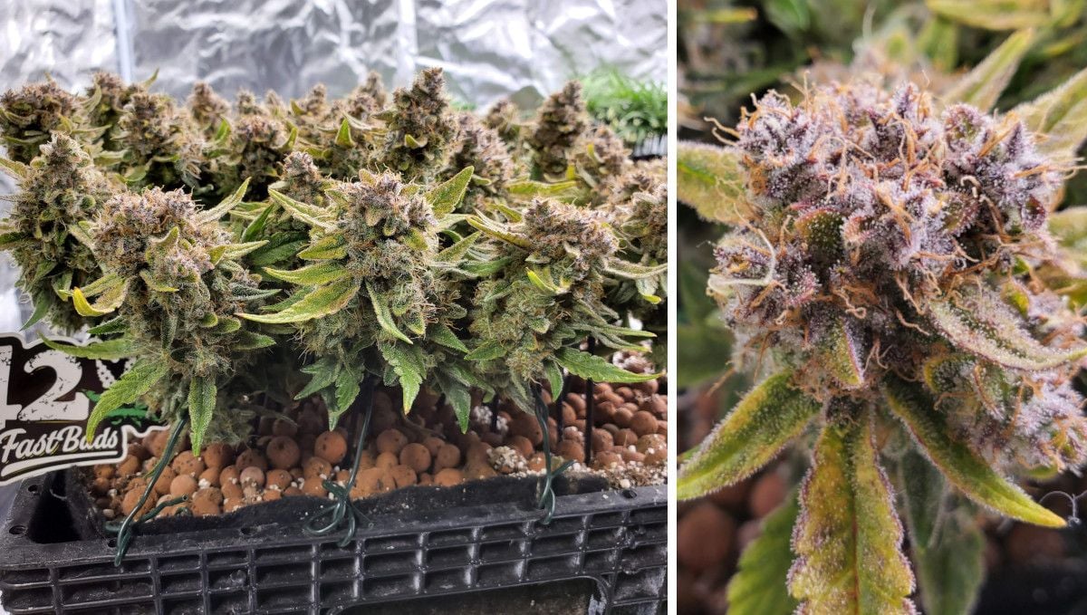 Purple Punch Auto Cannabis Strain Week-by-Week Guide: An eye-level view of a perfectly flat canopy with multiple colas ready for harvest; a closeup of a mature weed cola