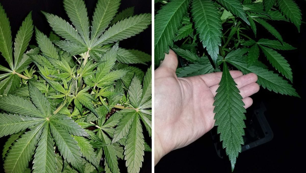 Grapefruit Auto Cannabis Strain WeekbyWeek Guide Fast Buds