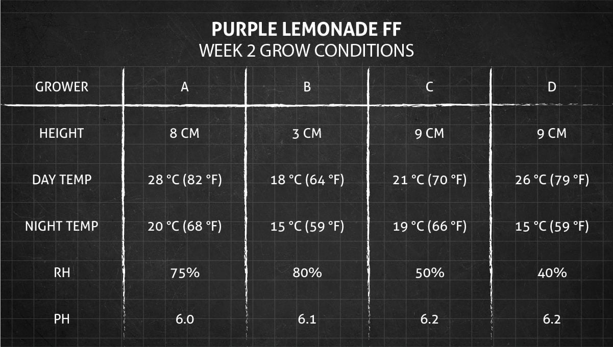 Purple Lemonade FF cannabis strain: week 2 grow conditions