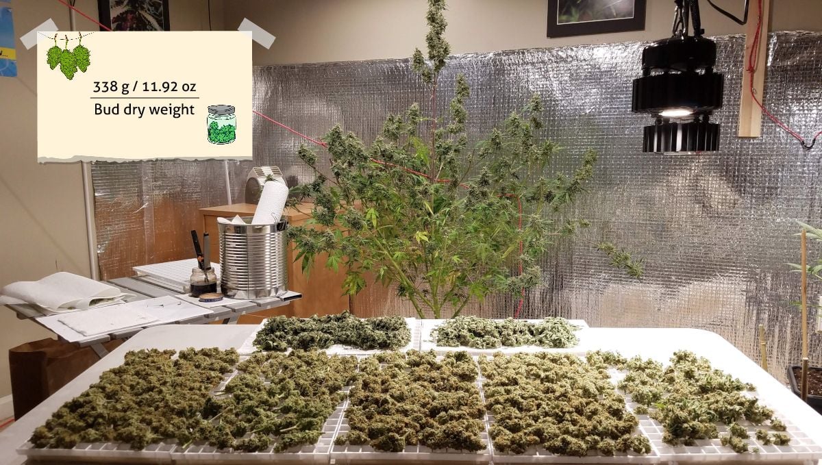 Green Crack Auto cannabis strain outcome: marijuana buds spread on a flat surface and a big indoor plant in the background