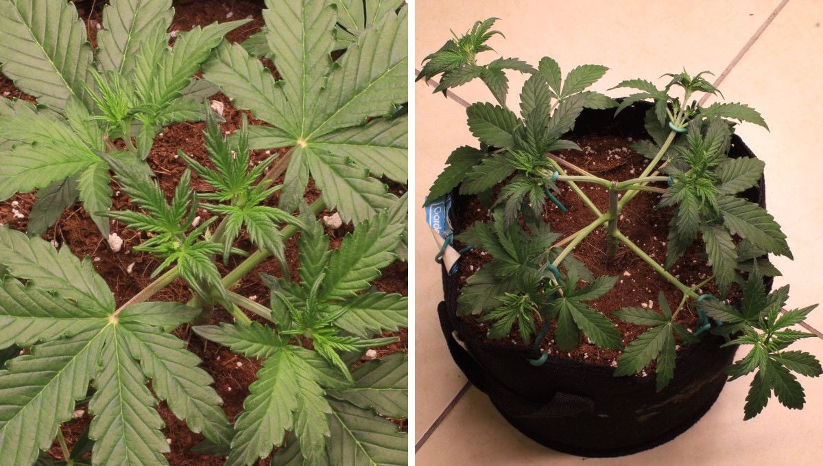 Skywalker OG Auto cannabis strain: mid veg | weeks 3-4 | an indoor weed plant bushing out after topping