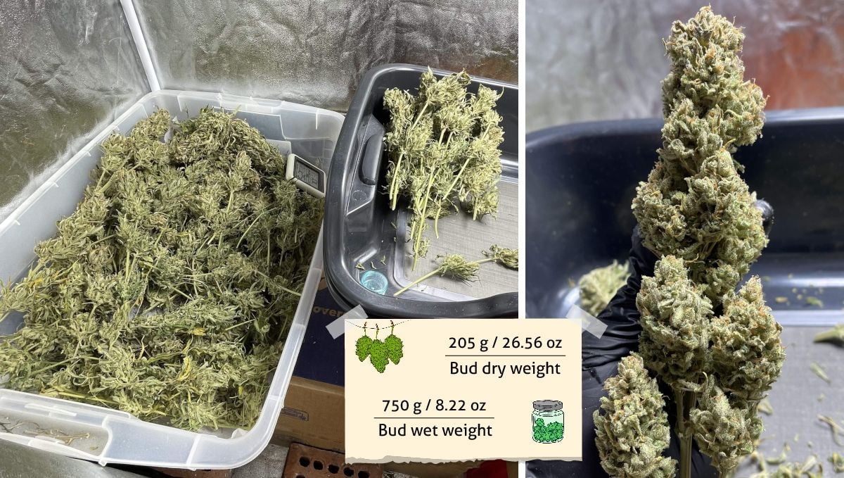 Amnesia Z Auto cannabis strain outcome: a heap of untrimmed branches and a grower's hand in a black latex glove holding a trimmed branch