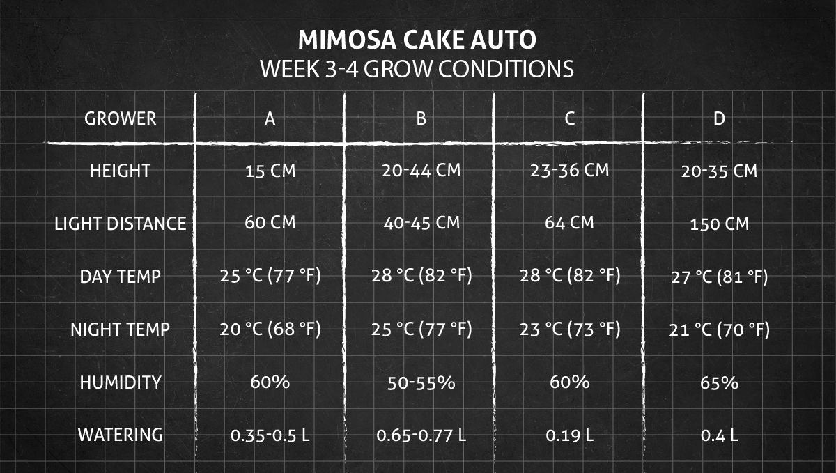 Mimosa Cake Auto cannabis strain: weeks 3-4 grow conditions