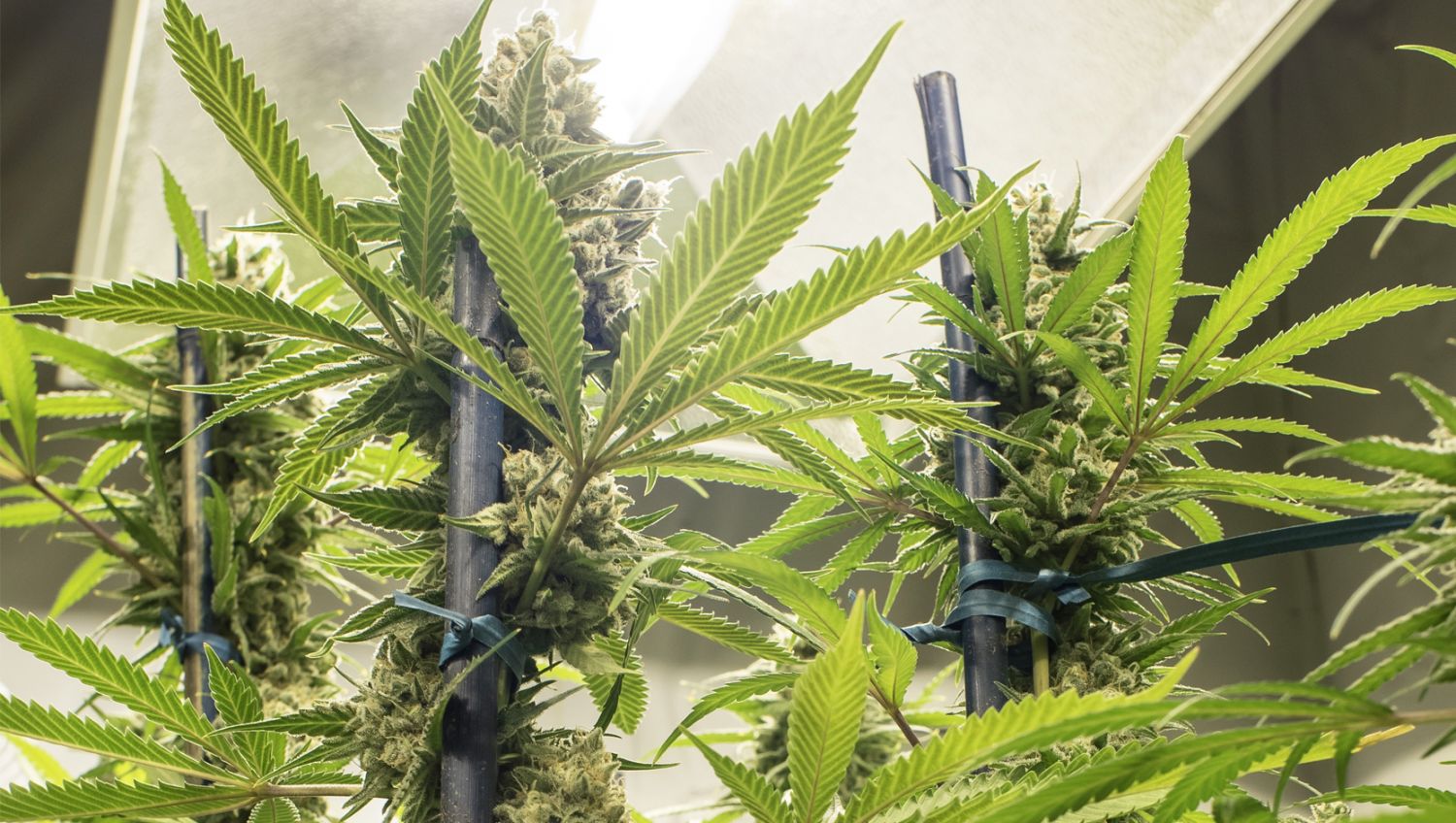 The Ultimate Guide To Growing Autoflowering Cannabis: A Comprehensive ...