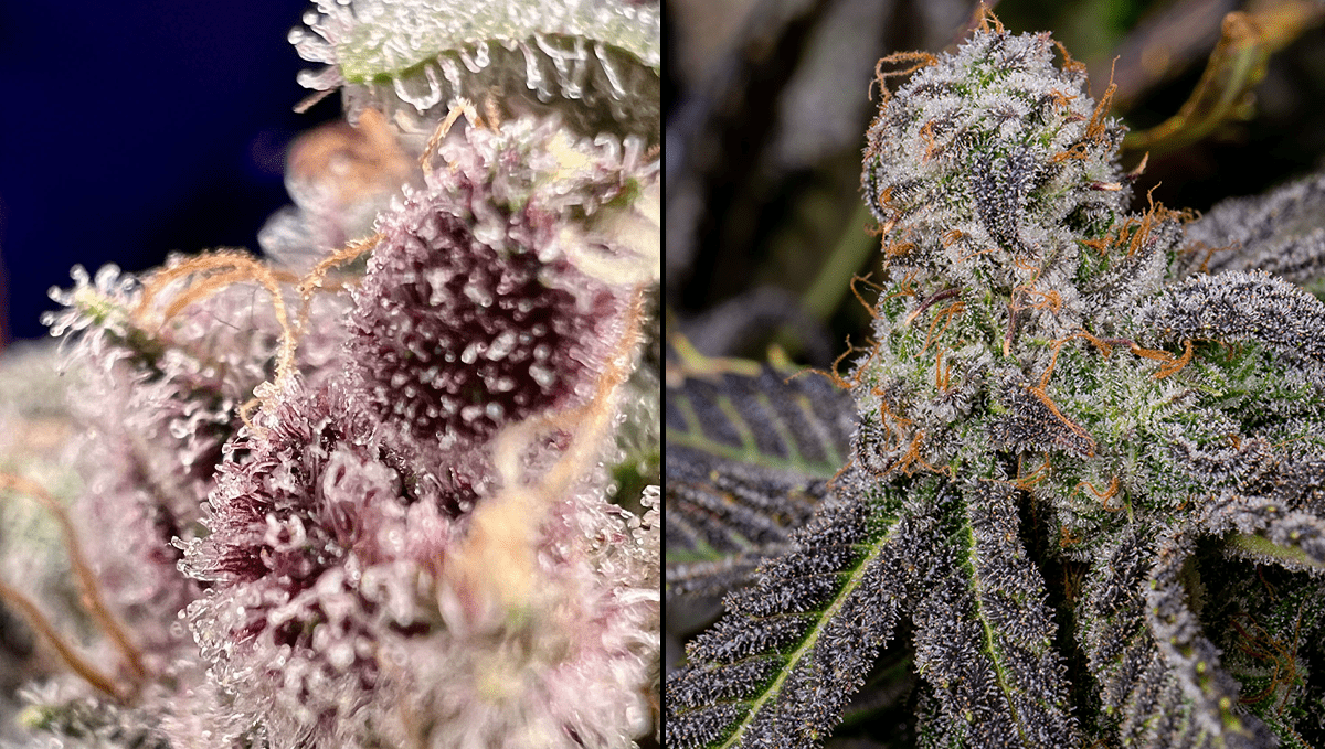 The 5 strongest autoflower strains: Banana Purple Punch Auto