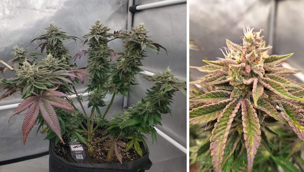 GG4 Sherbet FF Cannabis Strain Week-by-Week Guide | Fast Buds