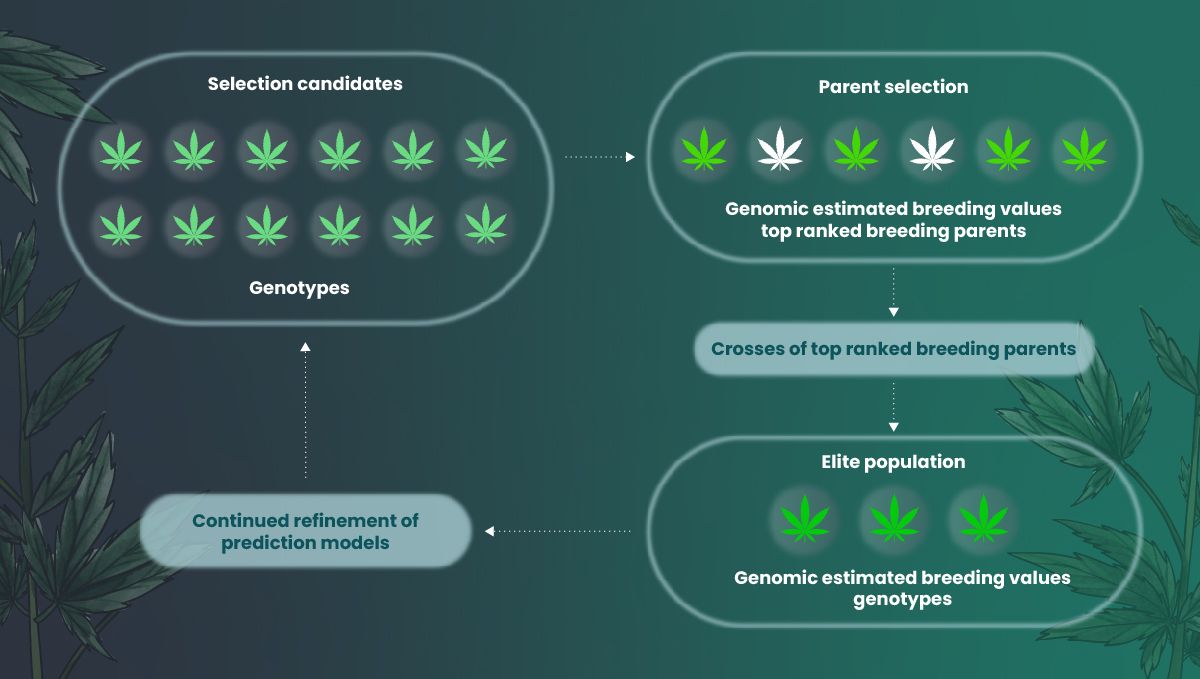 Proces genetické selekce Proces genetické selekce