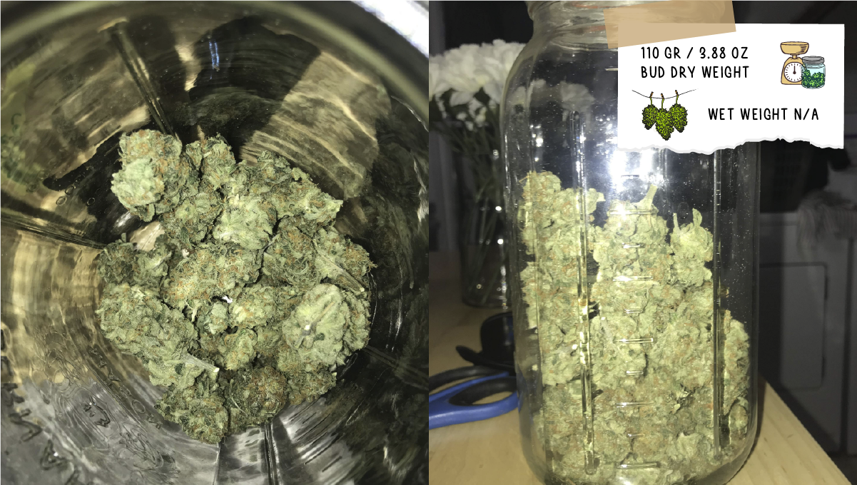 Cookies kush cannabis strain week-by-week guide: yield and smoke report