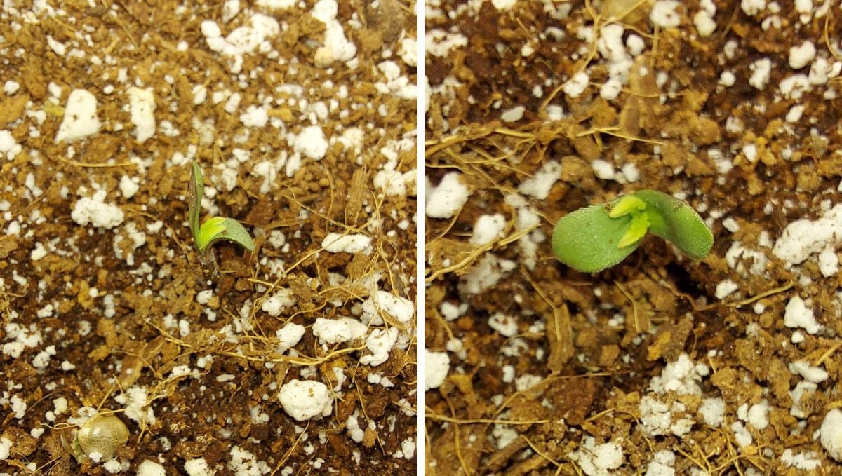 Super Lemon Haze Auto cannabis strain: germination and seedling stage | week 1 | a sprout popping out from the ground, already sans seed hull