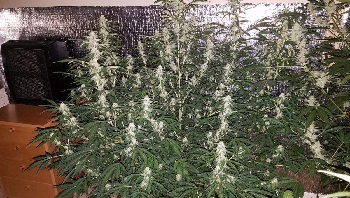 Green Crack Auto cannabis strain: mid flower (bulk phase) | weeks 8-9 | a huge indoor autoflower with many branches covered in flowers