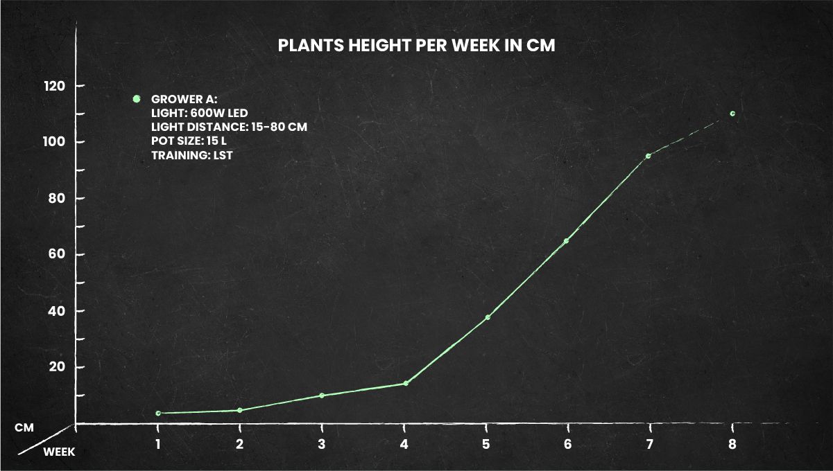Strawberry Cheesecake Auto cannabis strain: height chart for the whole life cycle