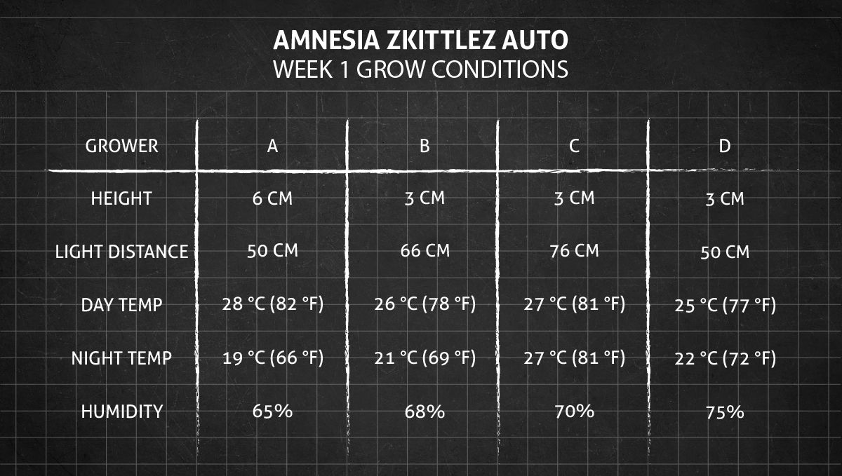 Amnesia Z Auto cannabis strain: week 1 grow conditions