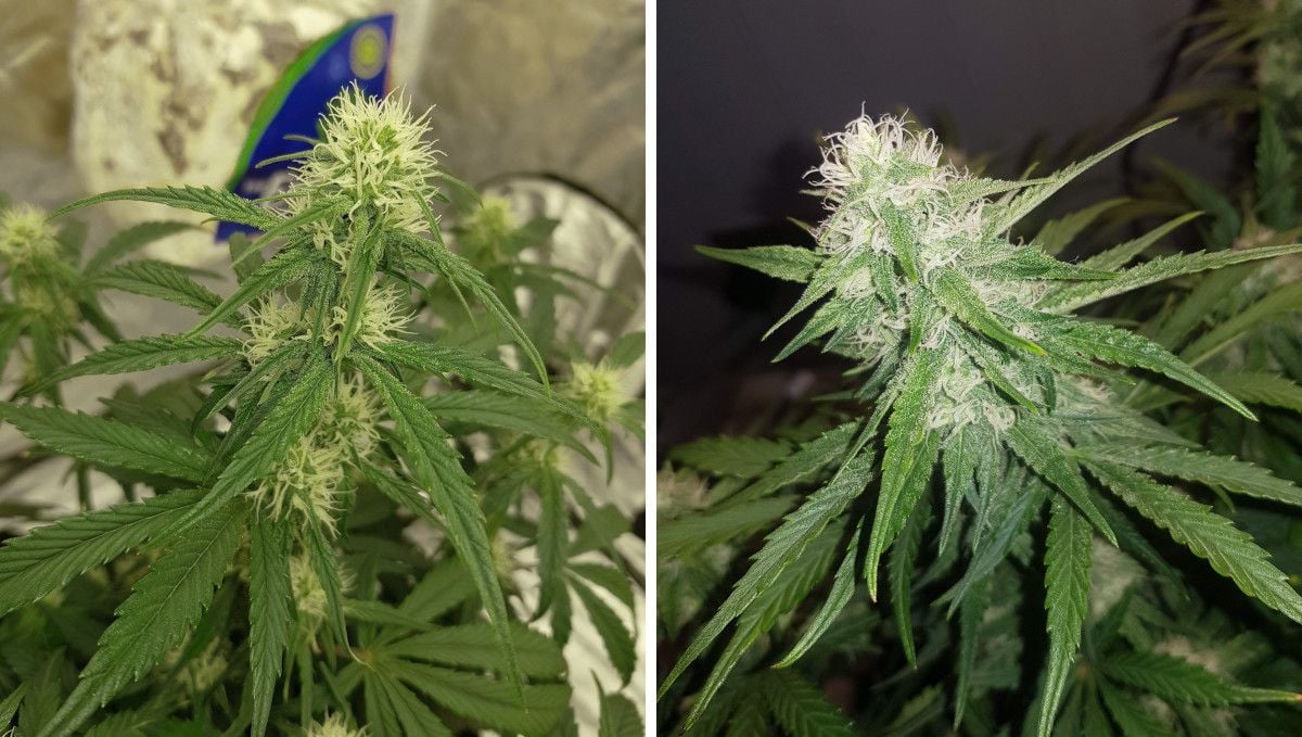 Watermelon Z Auto cannabis strain: early flower | weeks 6-7 | the progress of a bud as it fills out