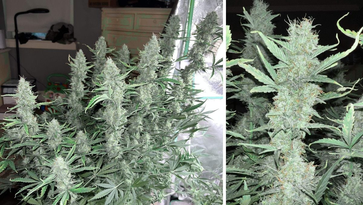 Amnesia Z Auto cannabis strain: ripening and harvest | weeks 10 | an indoor plant before harvest with many stretchy branches covered in frosty flowers