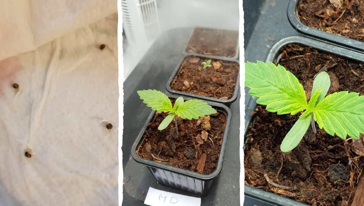 Moby dick auto week-by-week: germination