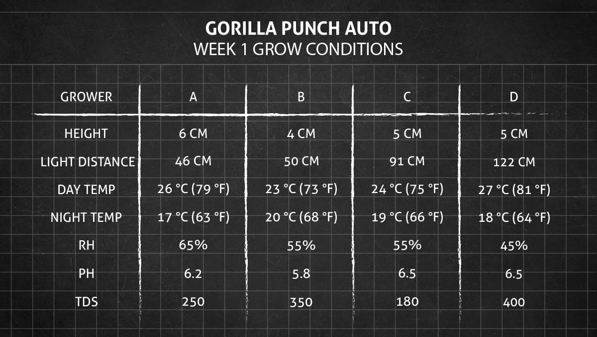 Gorilla Punch Auto cannabis strain: week 1 grow conditions