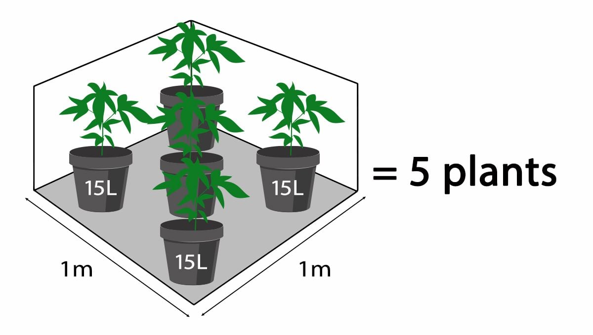 How many autoflowers in a square meter: Number of plants based on pot size