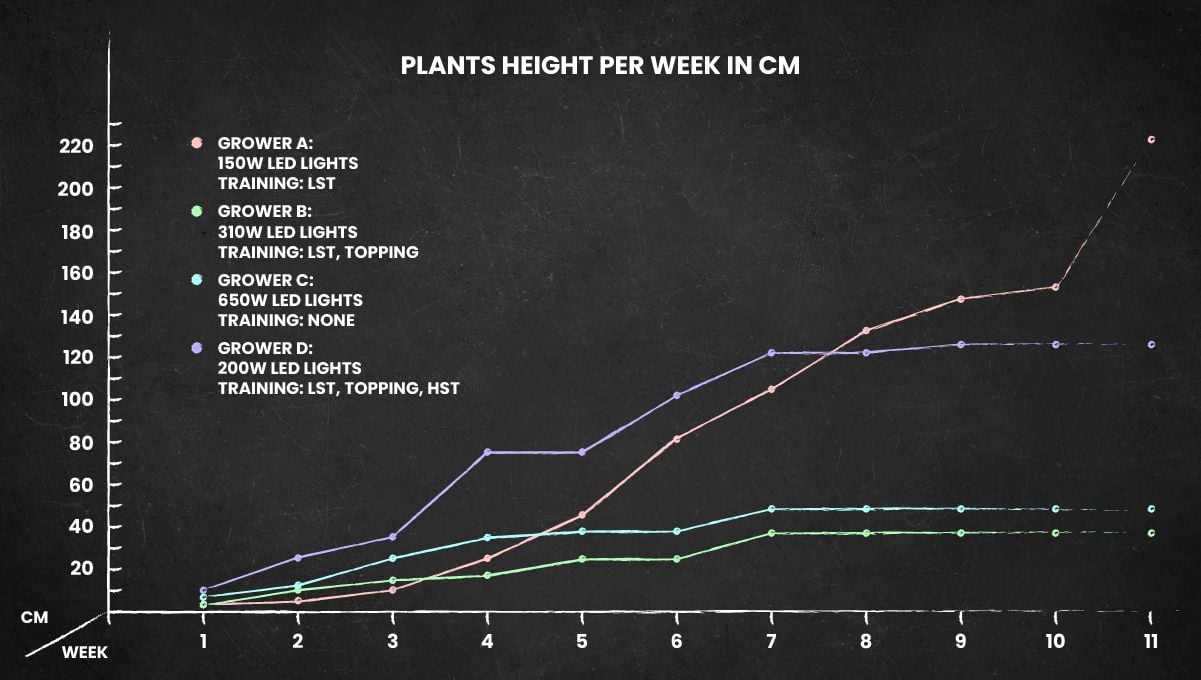 GG4 Sherbet FF cannabis strain: height chart for the whole life cycle