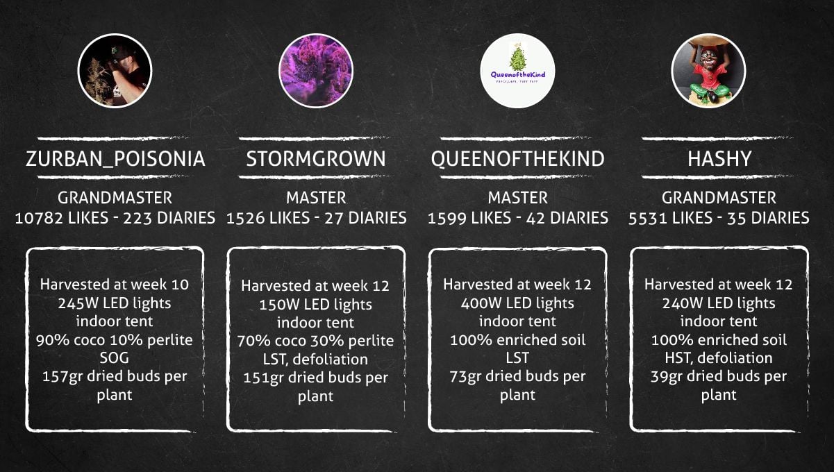 Cherry Cola Auto cannabis strain: outcome