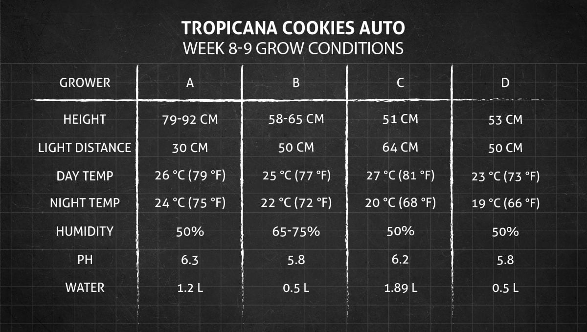 Tropicana Cookies Auto cannabis strain: weeks 8-9 grow conditions