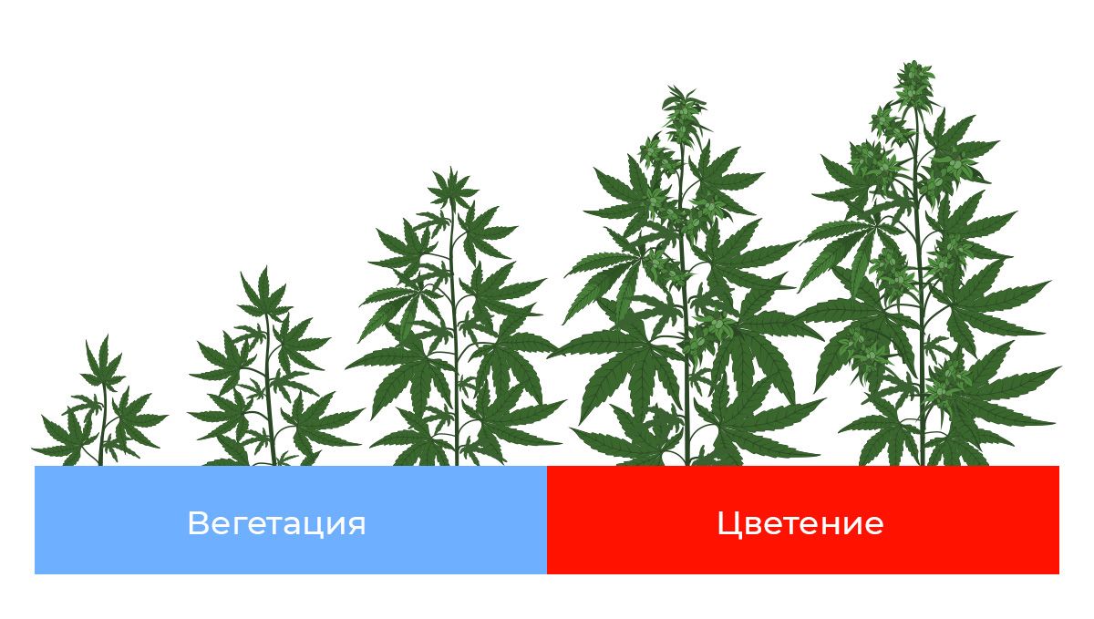 Best light spectrum for autos: light spectrum for each stage