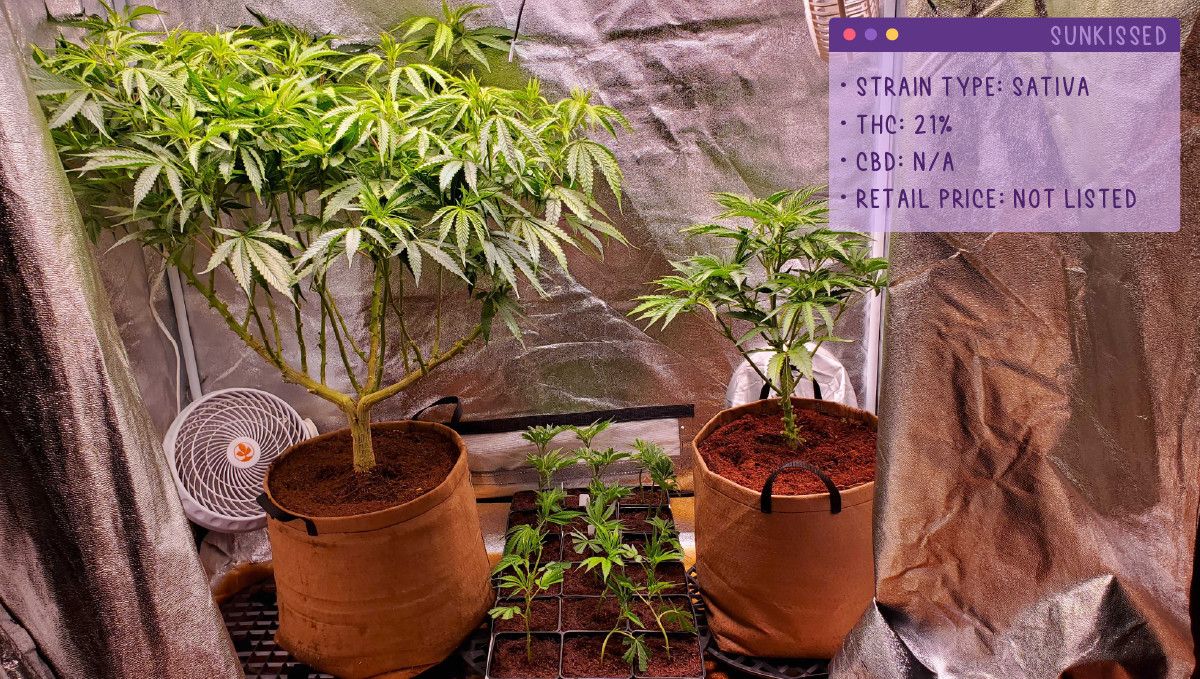 22 Best Weed Strains to Try in 2022: Sunkissed