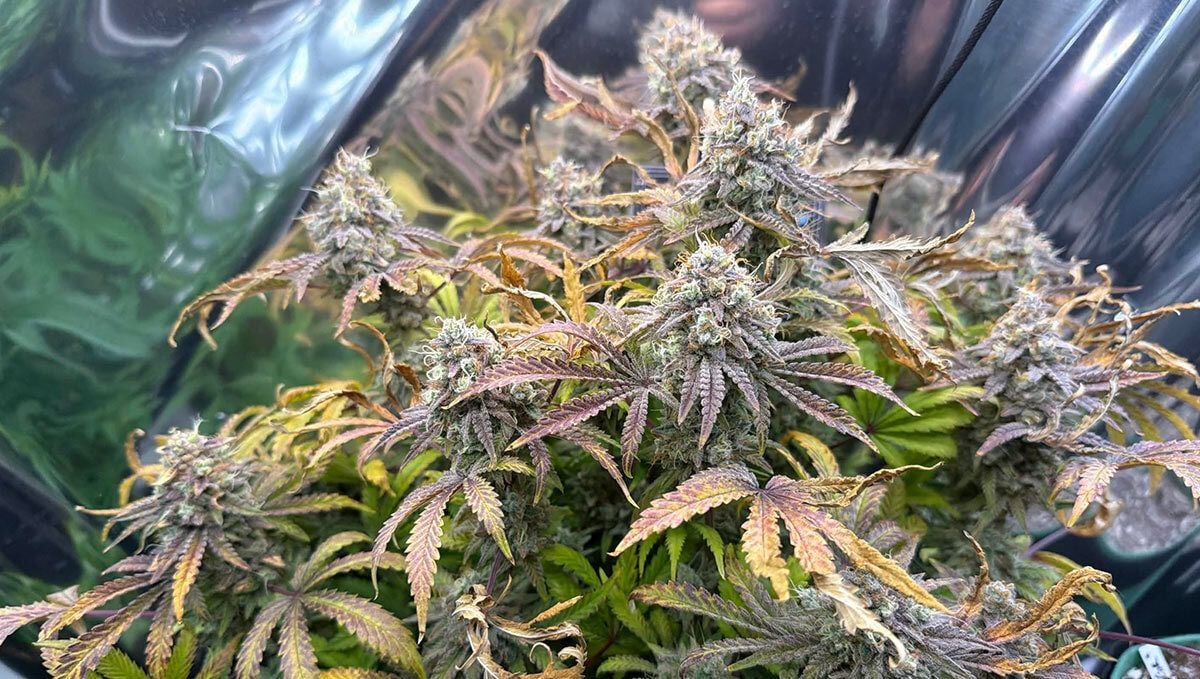387.jpg Mendo Frost Auto