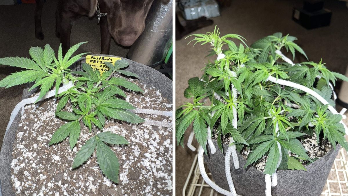 Amnesia Zkittlez Auto Cannabis Strain WeekbyWeek Guide Fast Buds